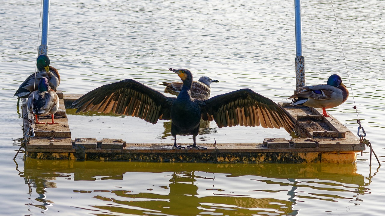 entdecken sie die vorteile und herausforderungen der cohabitation. erfahren sie, wie das zusammenleben in einer partnerschaft harmonisch gestaltet werden kann und welche aspekte zu beachten sind.
