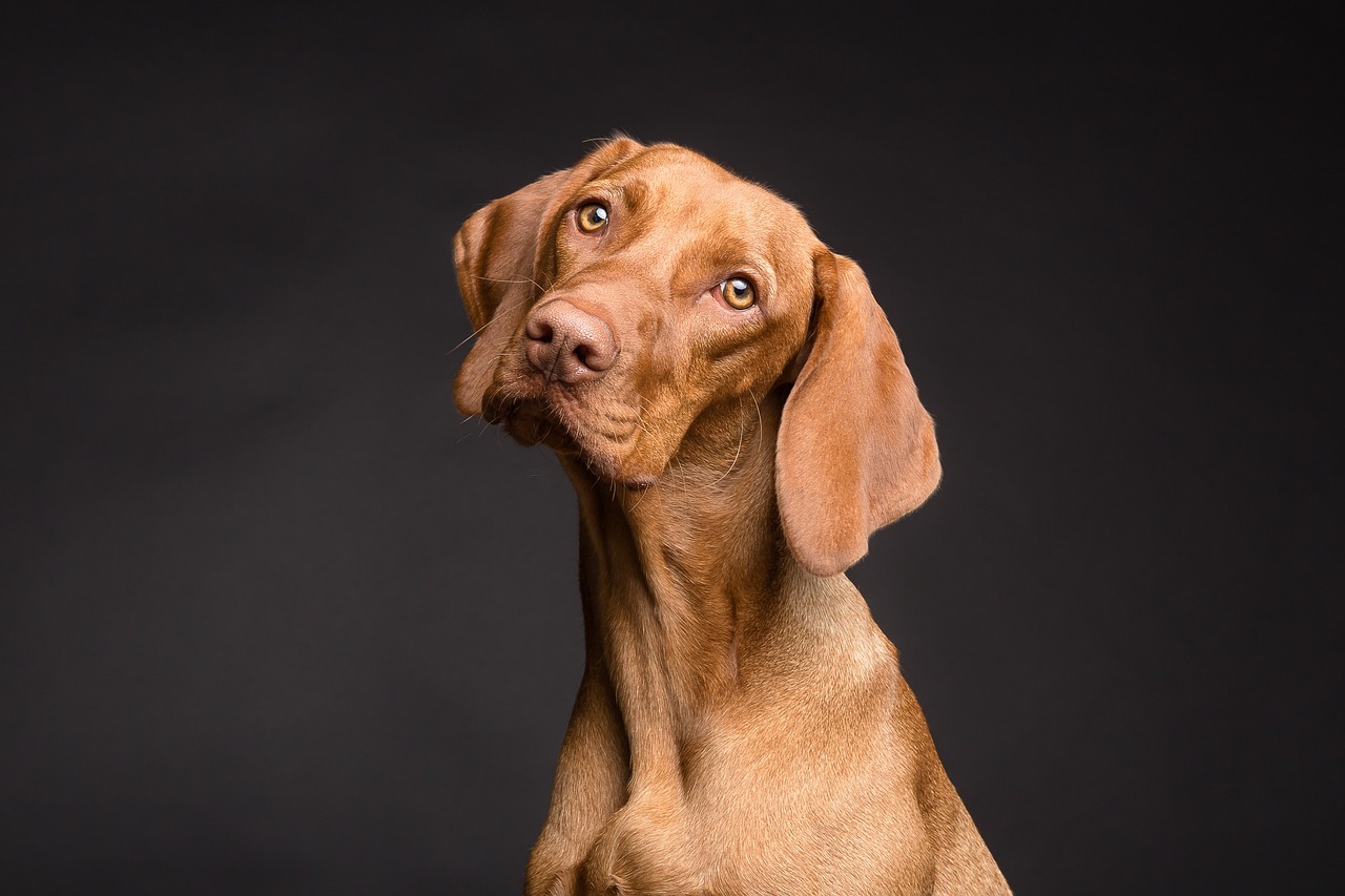 entdecken sie die besten ernährungstipps für hunde, um ihre pelzigen freunde gesund und glücklich zu halten. von hochwertigem futter bis zu gesunden snacks – erfahren sie alles über die optimale hundeernährung.