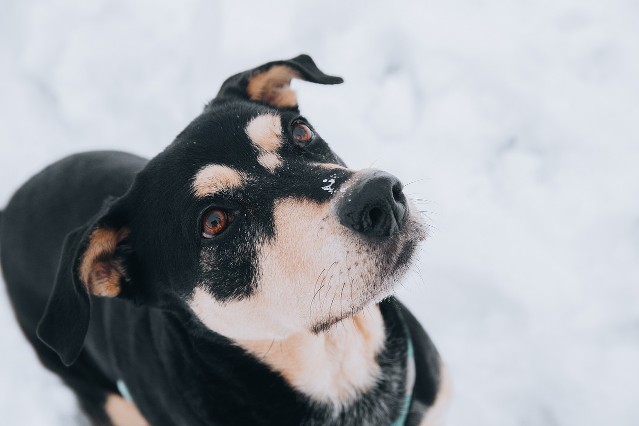 erfahren sie alles über die richtige ernährung für hunde. entdecken sie tipps, gesunde rezepte und nährstoffbedürfnisse, um das wohlbefinden ihres vierbeinigen freundes zu gewährleisten.