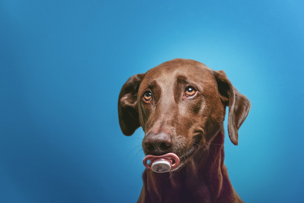 erfahren sie alles über die richtige ernährung für hunde. entdecken sie empfehlenswerte futtermittel, tipps zur fütterung und wichtige nährstoffe, um die gesundheit und das wohlbefinden ihres hundes zu fördern.