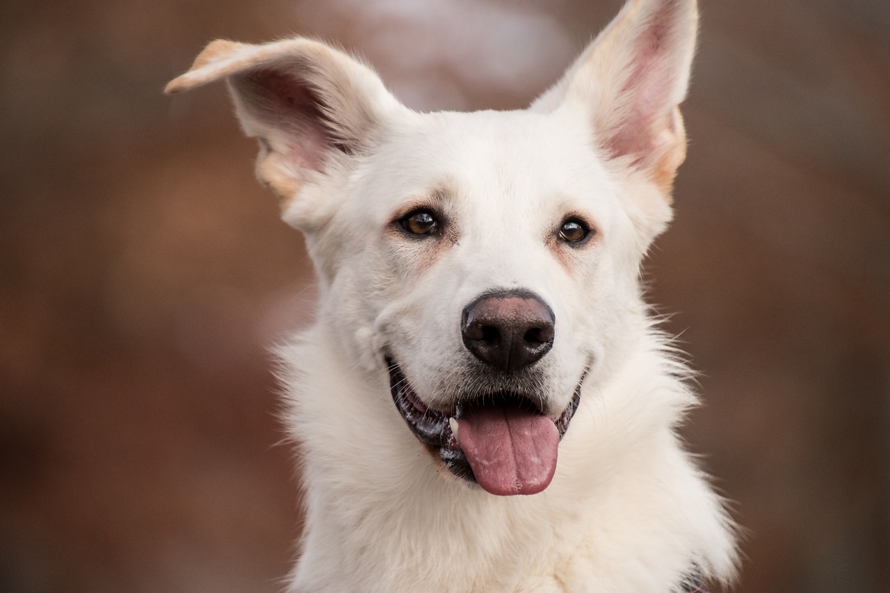 entdecken sie alles über die ernährung von hunden! erfahren sie, welche nahrungsmittel gesund sind, wie man die richtige diät für verschiedene rassen und lebensphasen wählt und erhalten sie tipps für glückliche und gesunde hunde.