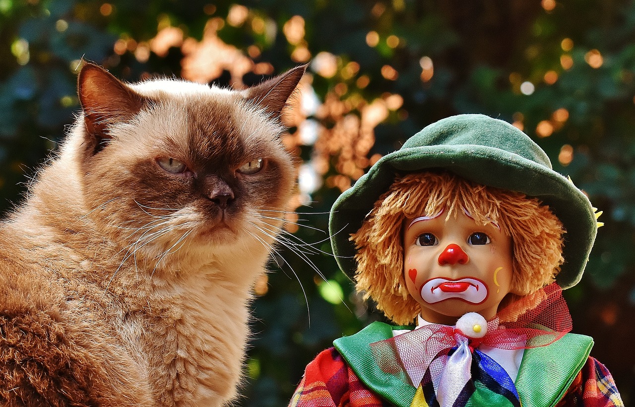 entdecken sie unser umfangreiches sortiment an katzenspielzeugen, die für endlosen spielspaß und geistige anregung sorgen. von interaktiven spielzeugen bis zu kuscheligen plüschfreunden – hier finden sie alles, was die herzen ihrer katzen höherschlagen lässt!