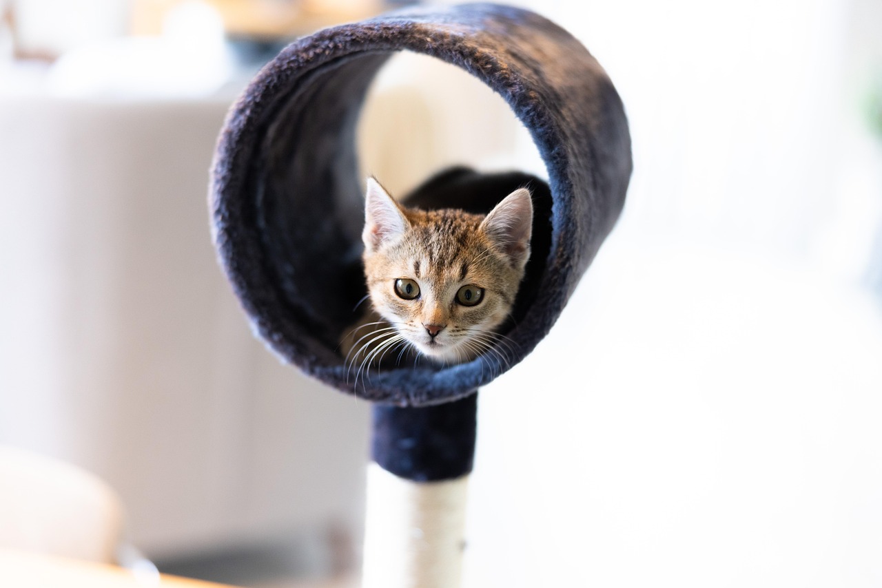 entdecken sie unser vielfältiges angebot an katzenspielzeug! von interaktiven spielzeugen bis hin zu kratzbäumen – alles, was ihr katzenfreund braucht, um glücklich und aktiv zu bleiben.