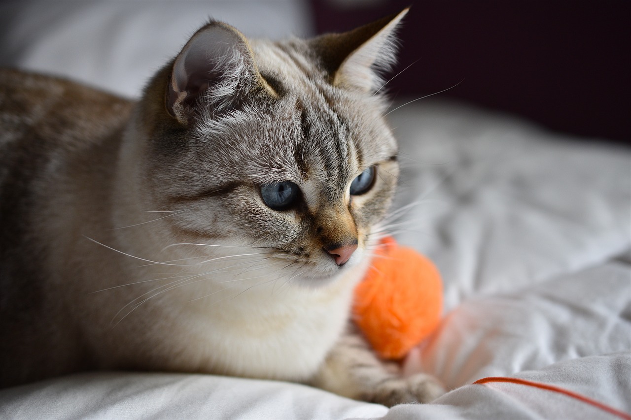 entdecken sie ein großes sortiment an hochwertigen katzenspielzeugen, die das spielvergnügen ihrer katze steigern. von interaktivem spielzeug bis hin zu plüschmäusen – finden sie die perfekten spielgefährten für ihre samtpfote!