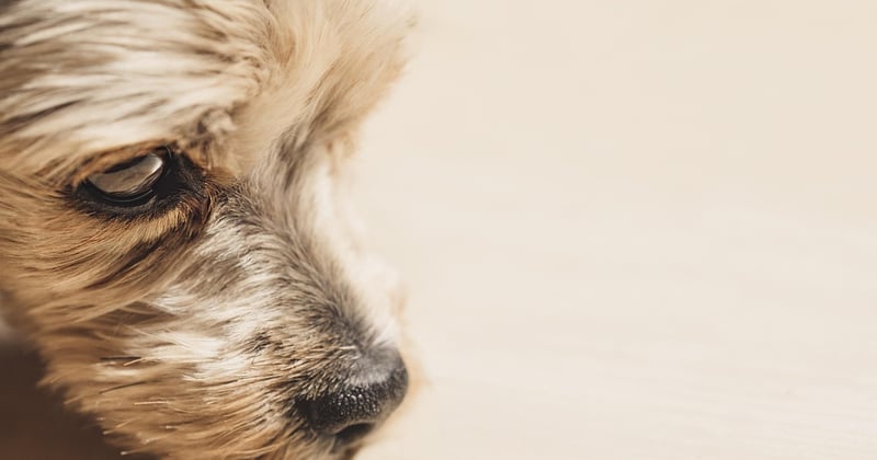 Yorkshire Terrier: Charakter, Pflege & Erziehung im großen Rasseguide