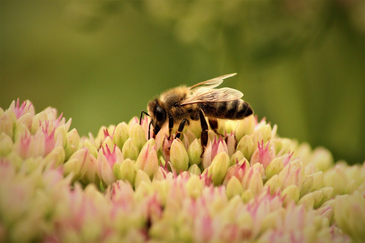 Natur erleben: Die Bedeutung der Biodiversität für unser Ökosystem