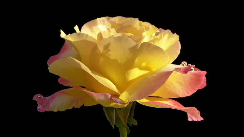 Wann sollte man Rosen nicht schneiden? Drei klare Situationen