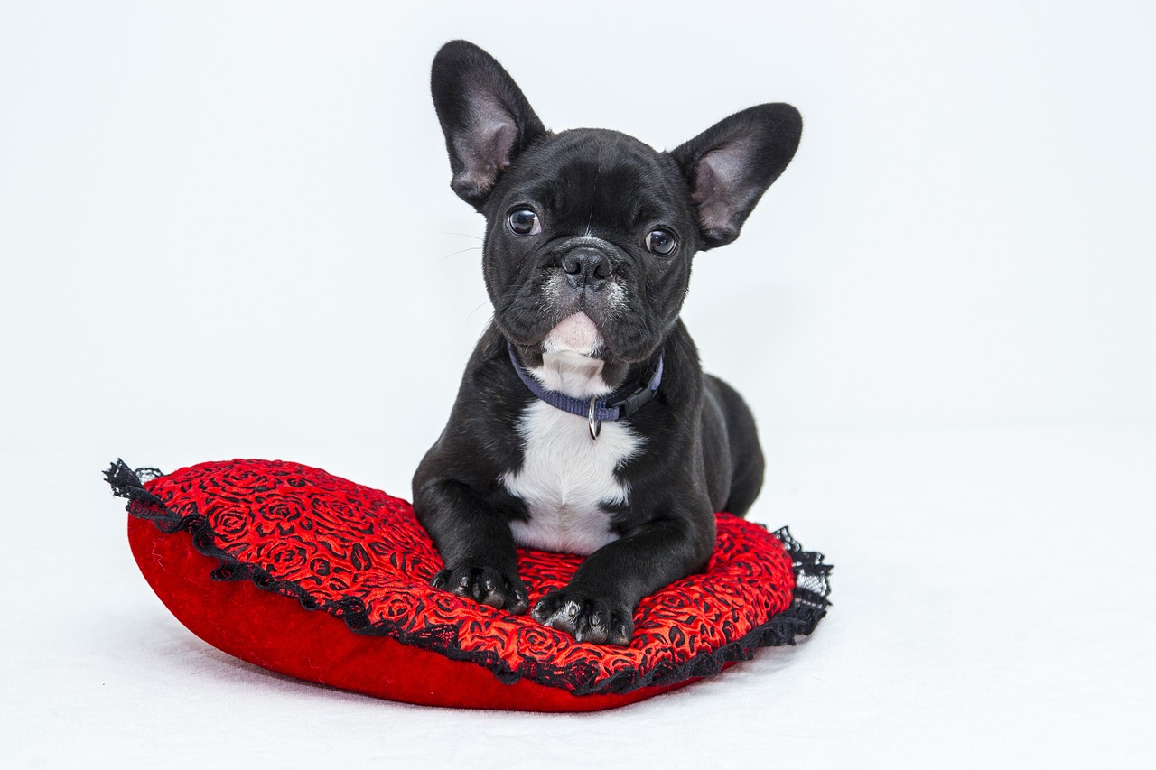 Hunde: Die besten Tipps für eine artgerechte Haltung