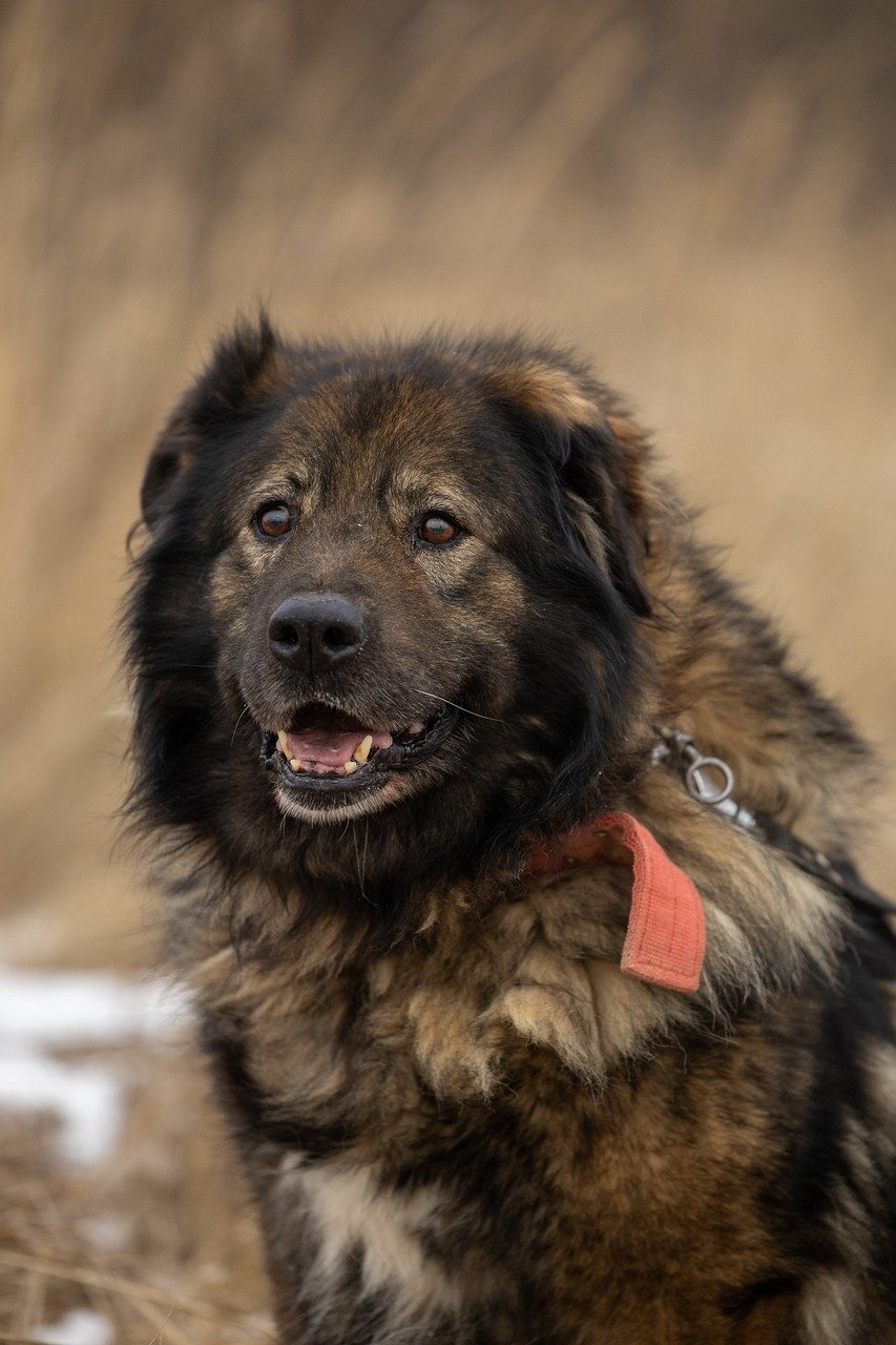 Wie finde ich den perfekten Begleiter für mein Zuhause: Haustieradoption leicht gemacht?