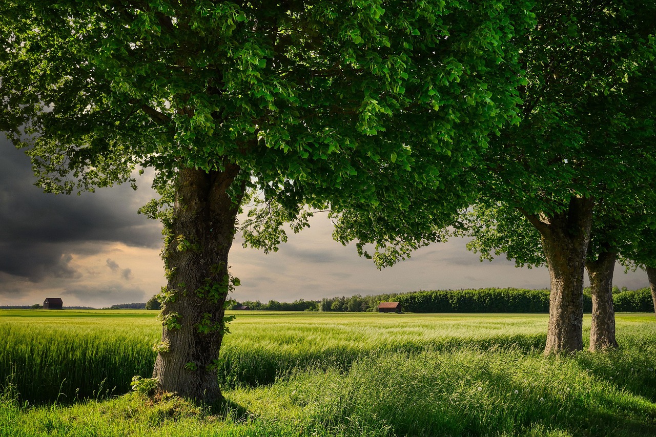 Landwirtschaft im Wandel: Innovationen und Herausforderungen für die Zukunft