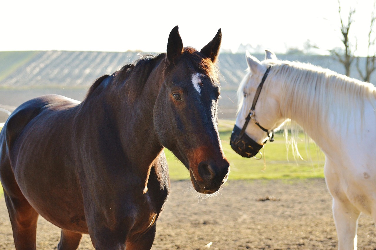 Reiterhöfe: Die besten Tipps für einen unvergesslichen Aufenthalt