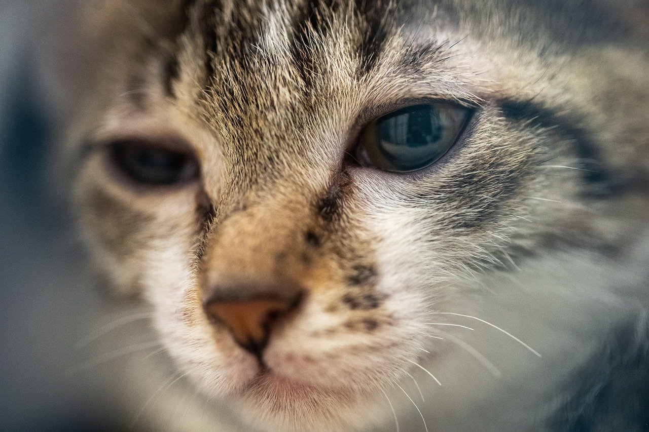 Haustieradoption: Warum es wichtig ist, ein neues Tierheimtier zu adoptieren