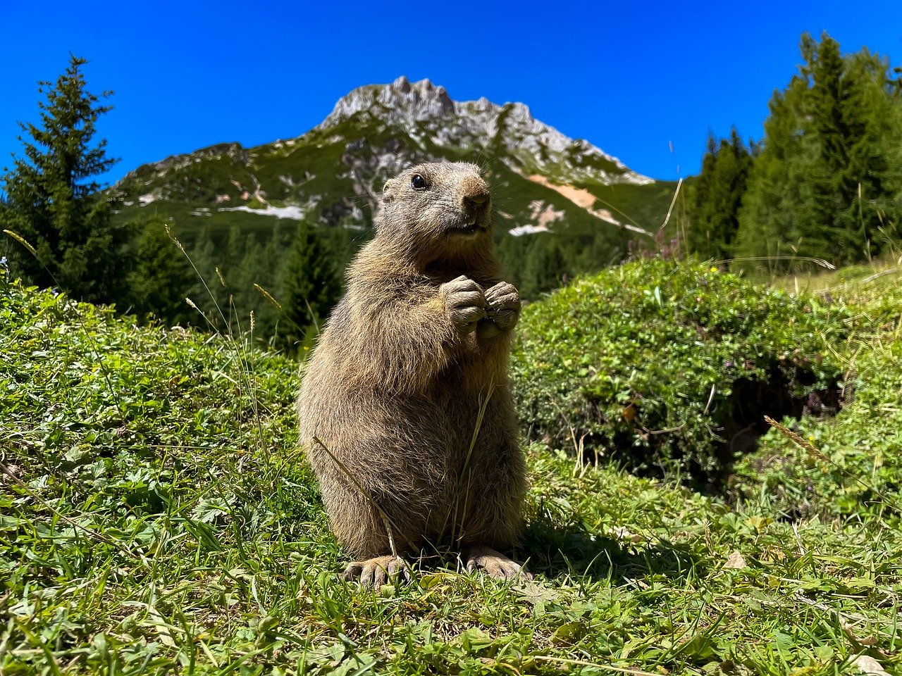 Wie verwandelt man seinen Garten in ein Paradies der Vielfalt?