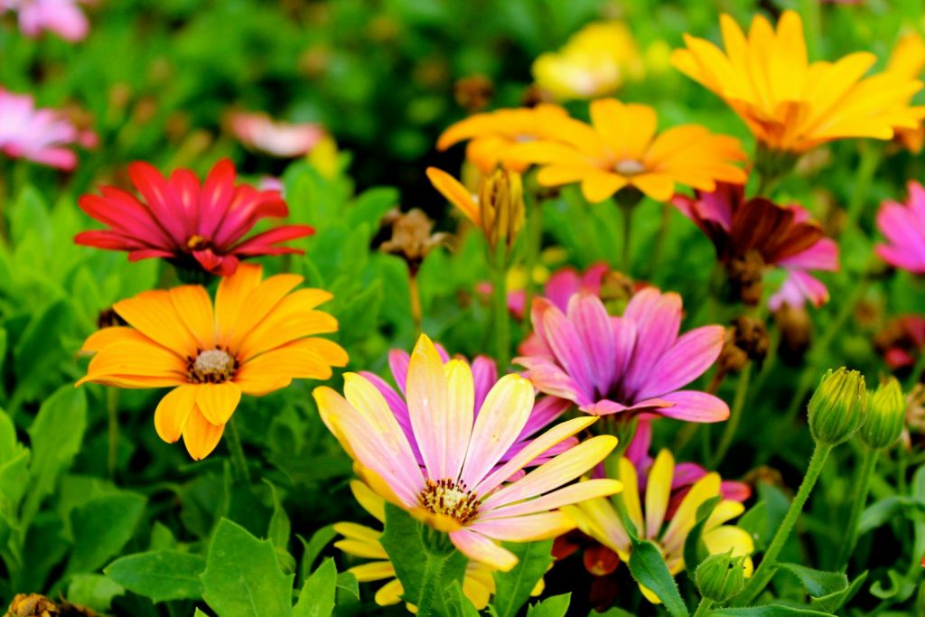 Assorted-color Flowers