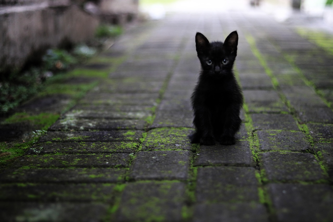 entdecken sie die faszinierende welt der katzen! erfahren sie alles über verschiedene rassen, pflege tipps und das verhalten ihrer pelzigen freunde. perfekt für katzenliebhaber!