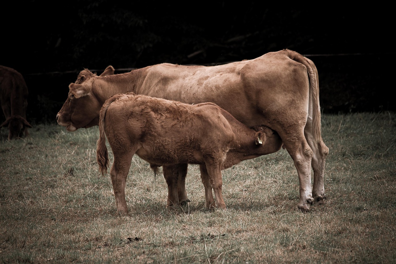 entdecken sie die neuesten trends und technologien in der landwirtschaft. erfahren sie, wie moderne praktiken die erträge steigern und die nachhaltigkeit fördern. bleiben sie informiert über innovationen und chancen in der agrarindustrie.