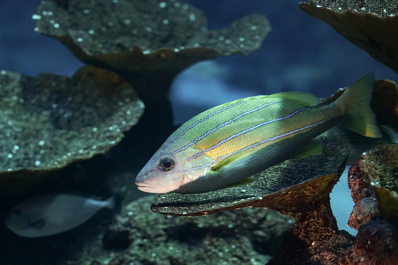 die biodiversität ist entscheidend für das gleichgewicht unserer ökosysteme. erfahren sie mehr über die bedeutung, den schutz und die förderung der artenvielfalt in unserer umwelt.