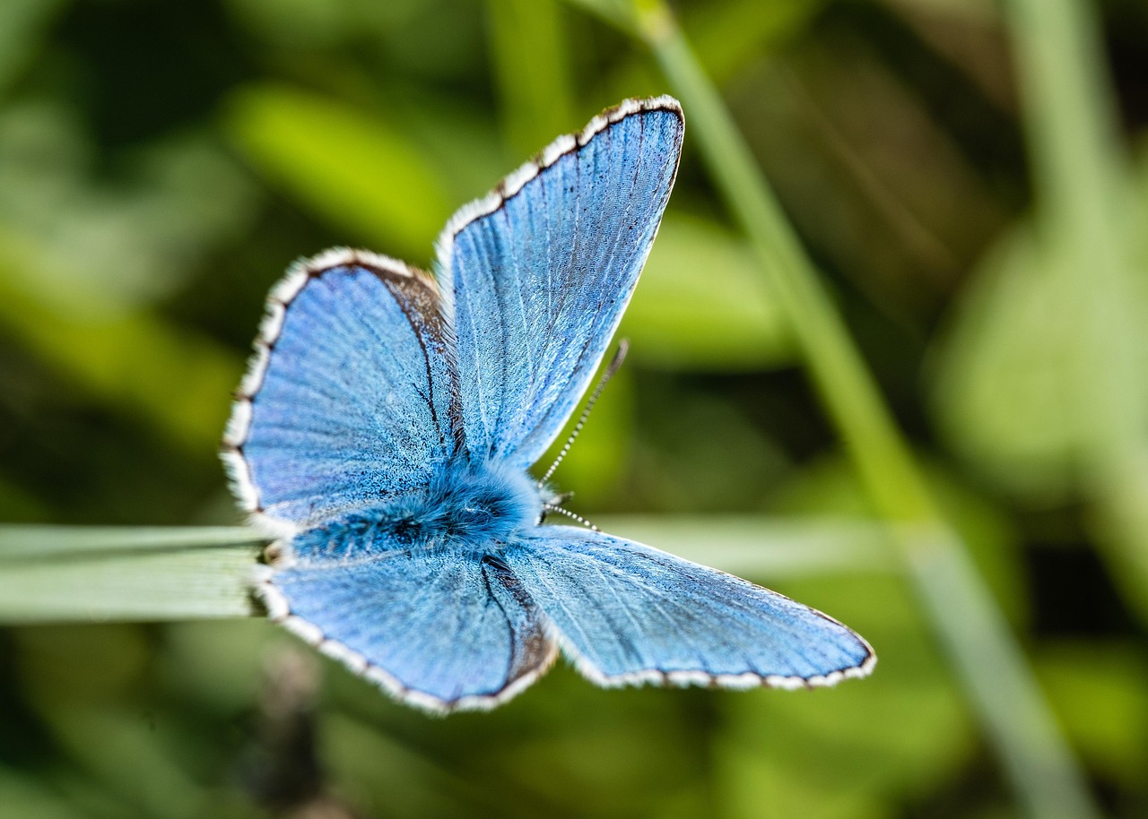 entdecken sie die faszinierende vielfalt der biodiversität, die unsere erde prägt. erfahren sie, wie artenvielfalt das ökosystem beeinflusst und warum der schutz der biologischen vielfalt für unsere zukunft entscheidend ist.