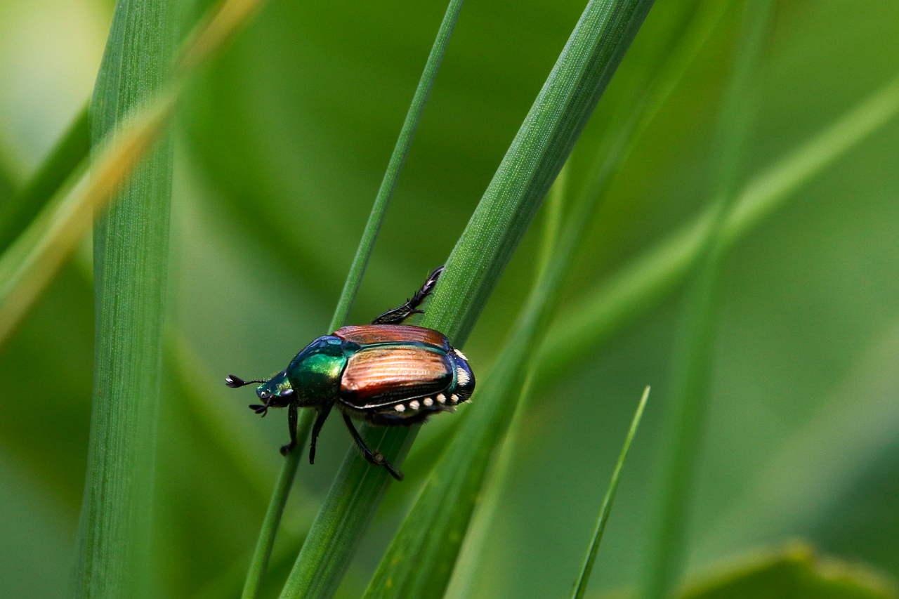 entdecken sie die faszinierende welt der biodiversität! erfahren sie mehr über die vielfalt der lebensformen, ihre bedeutung für das ökosystem und wie wir sie schützen können.