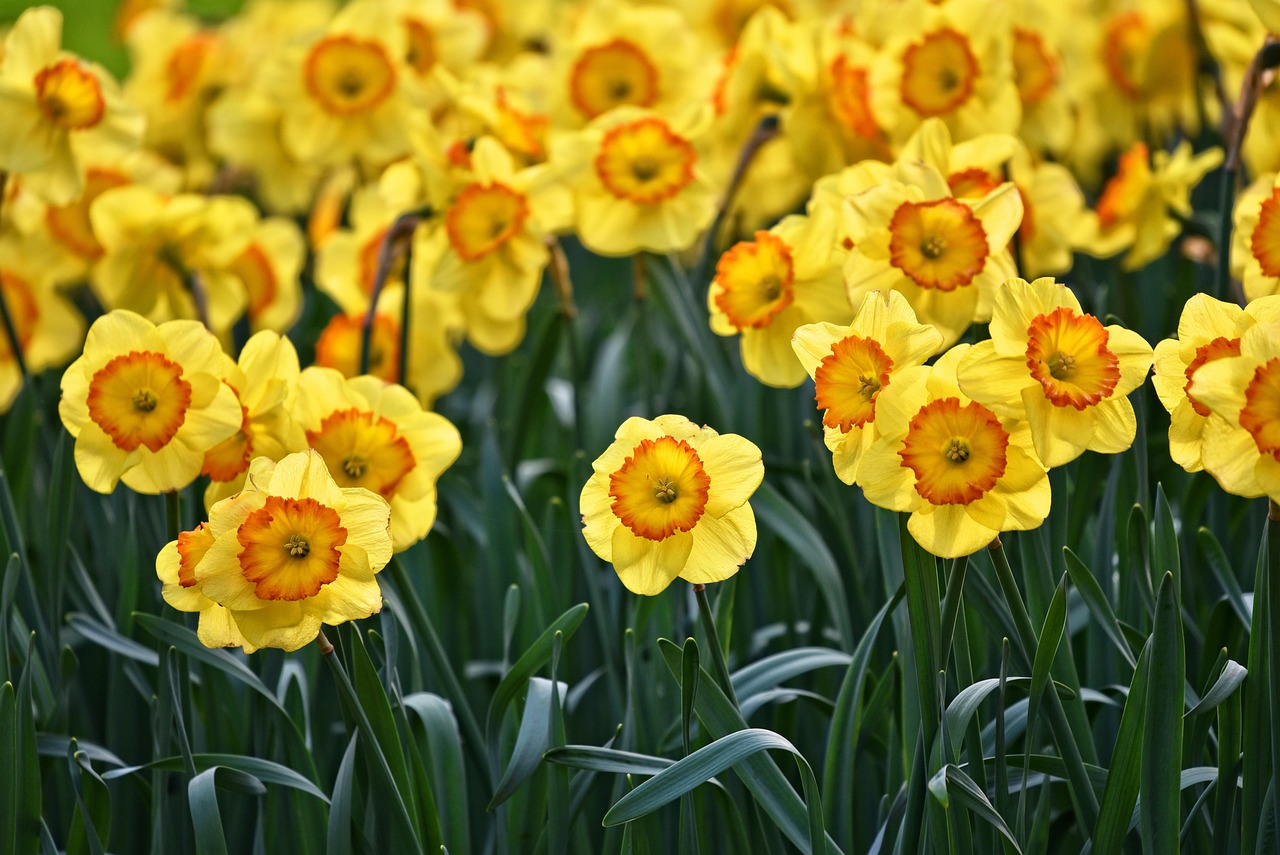 entdecken sie die besten tipps und tricks für das gärtnern! von der auswahl der richtigen pflanzen bis hin zur pflege ihres gartens – lassen sie sich inspirieren und bringen sie ihre gartenideen zum blühen.