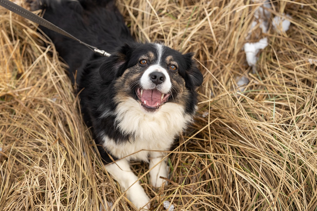 entdecken sie die freude der haustieradoption! finden sie ihr perfektes zuhause für einen pelzigen freund und geben sie einem tier in not eine zweite chance. besuchen sie uns und erleben sie die liebe und treue, die nur ein adoptierter begleiter bieten kann.