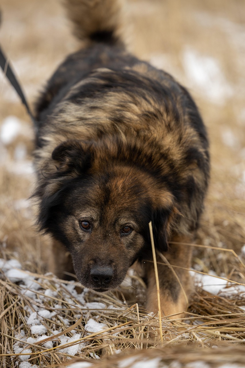 finden sie ihr neues haustier! entdecken sie unsere liebevollen tiere zur adoption und geben sie einem pelzigen freund ein zuhause. jeder hund und jede katze wartet darauf, teil ihrer familie zu werden.