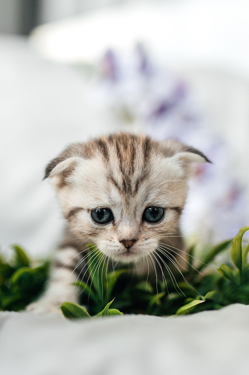 entdecken sie die freude der haustieradoption! sichern sie sich einen treuen begleiter, der ihr leben bereichern wird. besuchen sie unsere plattform, um süße tiere zu finden, die ein neues zuhause suchen. melden sie sich noch heute und geben sie einem vierbeiner eine zweite chance!