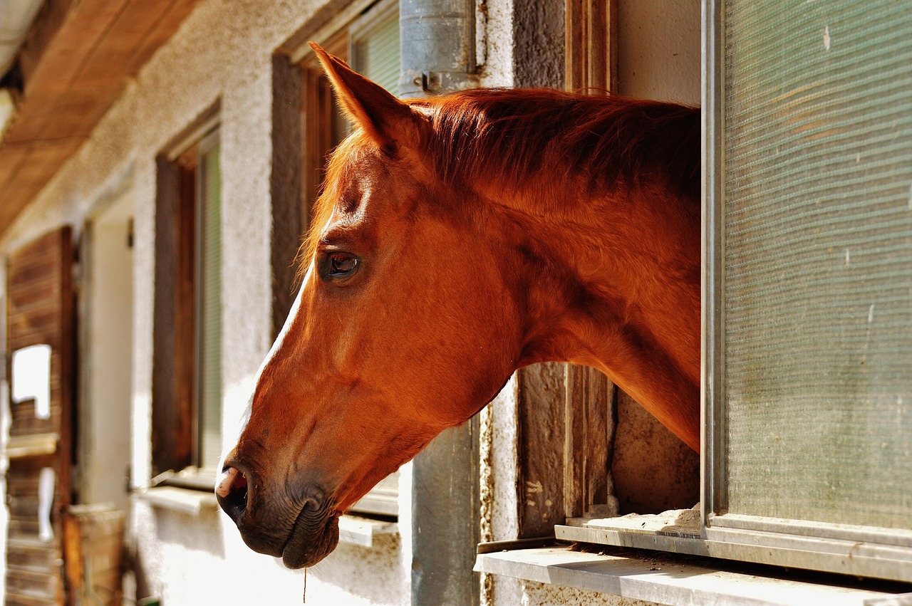 entdecken sie die besten reiterhöfe in deutschland! erleben sie unvergessliche reitstunden, professionelle trainer und eine leidenschaft für pferde. perfekt für anfänger und erfahrene reiter.