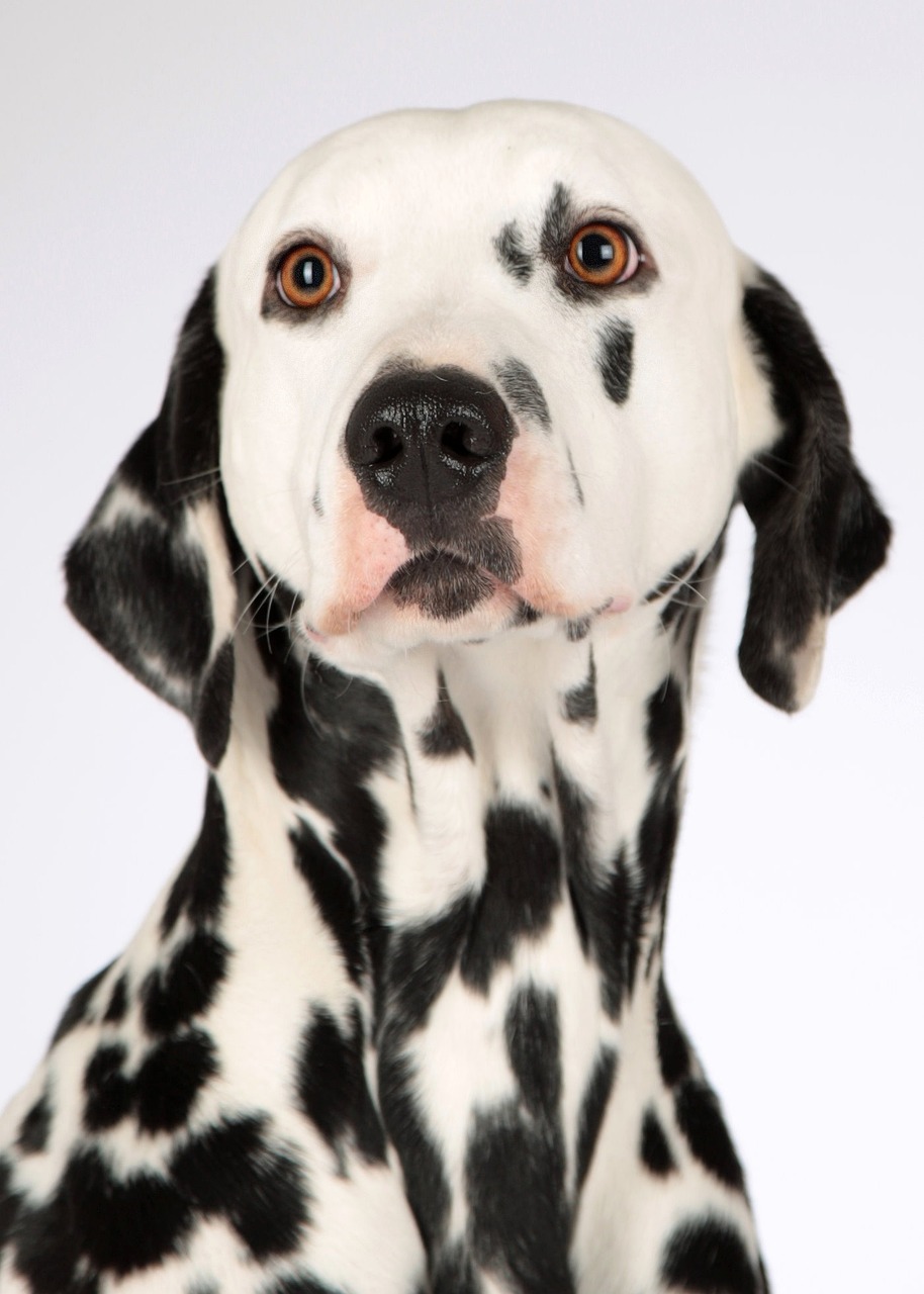 entdecken sie verschiedene hunderassen und ihre einzigartigen eigenschaften. erfahren sie mehr über temperament, pflege und ideale lebensbedingungen für jeden hundetyp. finden sie die perfekte rasse für ihr zuhause!