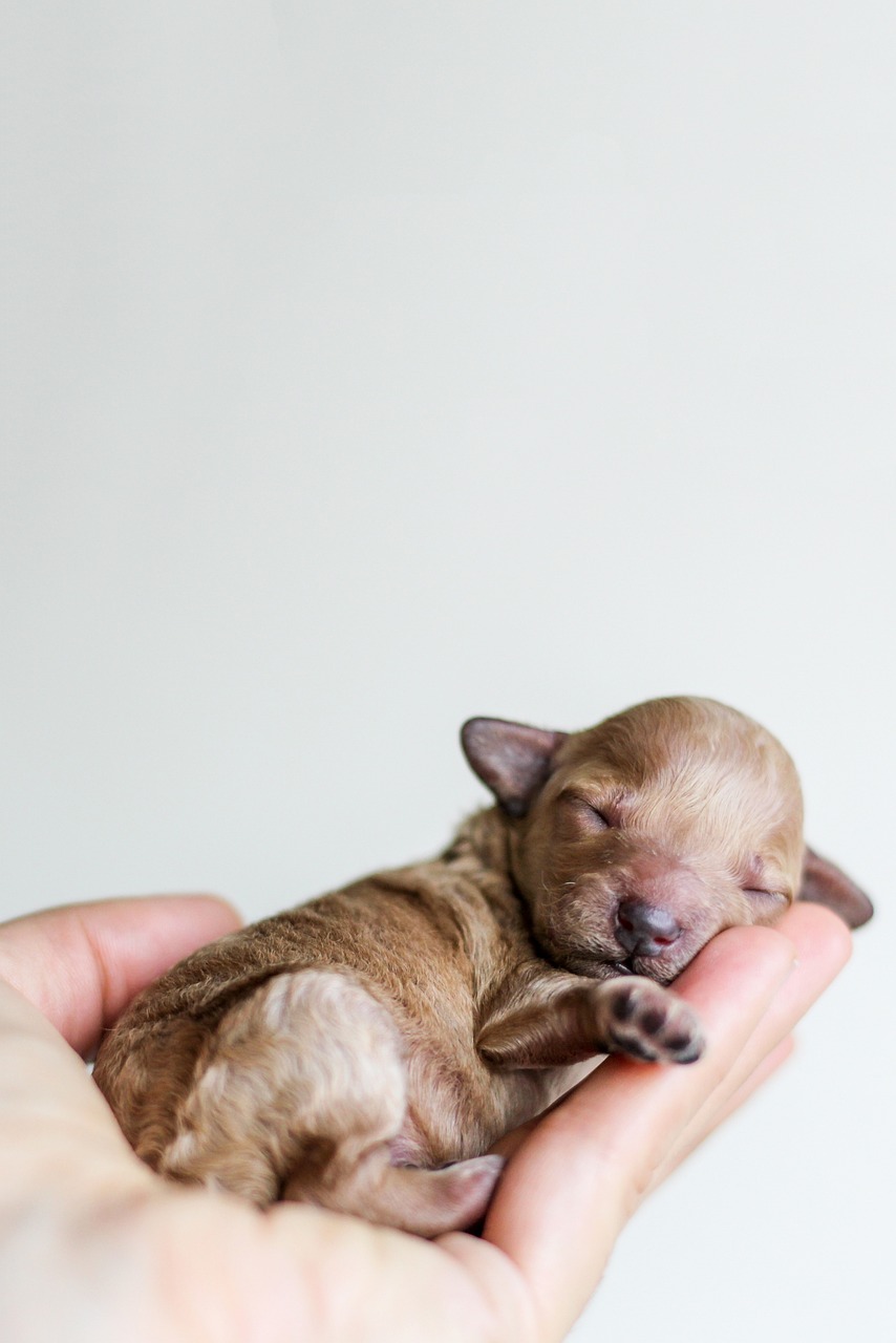 entdecken sie wertvolle tipps und produkte für die pflege ihres haustiers. erfahren sie mehr über ernährung, wellness und die beste betreuung für hunde, katzen und andere begleiter.