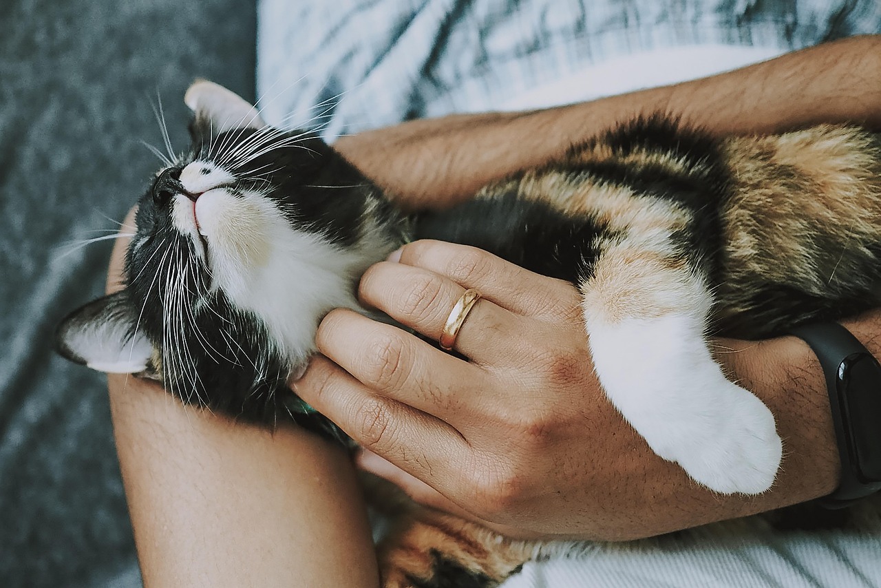 entdecken sie die besten tipps zur tierpflege. von der ernährung über das training bis hin zur gesundheit – alles, was sie wissen müssen, um ihr haustier glücklich und gesund zu halten.